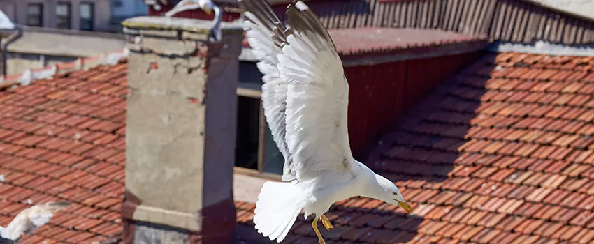 Residential Chimney Animal Removal Solution in Sparks, NV
