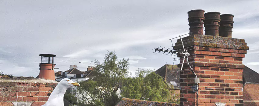 Chimney Cleaning And Restoration in Sparks, Nevada